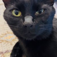 黒猫の顔アップ