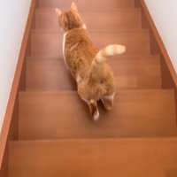 階段を下る猫