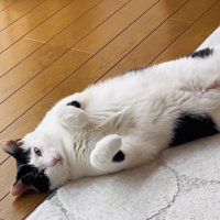 カーペットの上に仰向けに寝るハチワレ猫