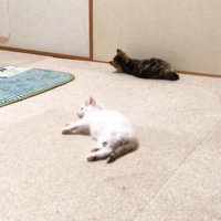 転がるふたり