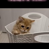 「おりゃ」のテロップ写真1