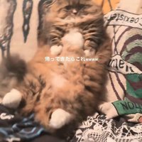 仰向けの猫