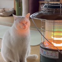 ストーブの前でくつろぐ猫の写真2