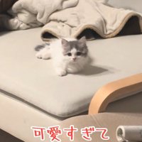 見つめる猫