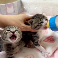 ニャー