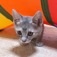 くぐって