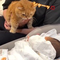 膝の上にのって赤ちゃんを見ている猫