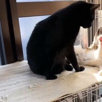 黒猫を引っ掻こうとする猫