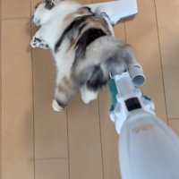 掃除機に背中をこすりつける三毛猫