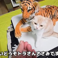 テロップ「はいどうぞ～」