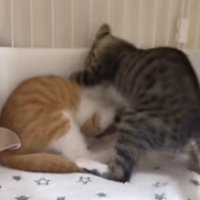 取っ組み合いをしている2匹の子猫