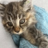 毛布にくるまれた子猫