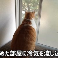 開いた窓から外を見る猫