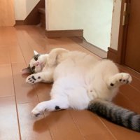 廊下で寝転がる猫