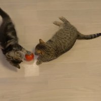 ボールで遊ぶ子猫
