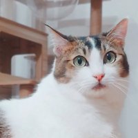 お顔