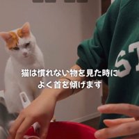 ケーキ作りを座って見ている猫