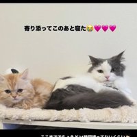 一緒に座っている2匹の猫