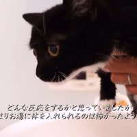 お風呂に入れられて怖がっている子猫