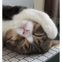 キーボードの上で眠る猫