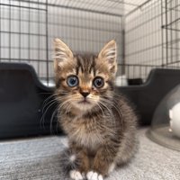 正面を見つめる子猫