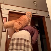 背中に乗る猫