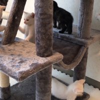 飛ぶ子猫