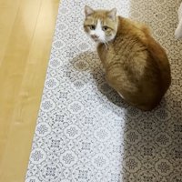 料理をしている飼い主とキッチンマットにいる猫
