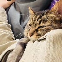飼い主さんの脇に挟まって寝るキジトラ猫