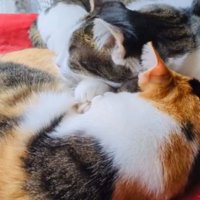 寝ている猫