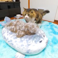 アザラシのぬいぐるみの上に置かれた毛でできた人形を見る猫