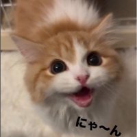 鳴いている猫