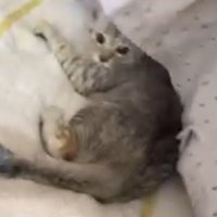 洗濯物をめくられて飼い主を見つめる子猫