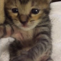 眠そうな顔の子猫