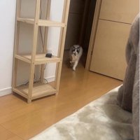 おもちゃを咥えて歩いている猫
