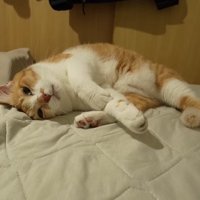 横になる猫