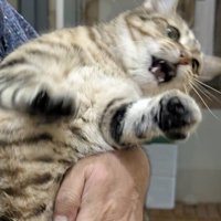 抱っこ途中に暴れるキジトラ猫