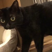止まって振り向く猫