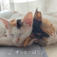 顔をくっつけて寝る2匹の猫