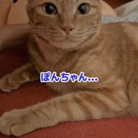 カメラ目線の猫「ぽんちゃん…」