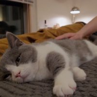 眠る猫