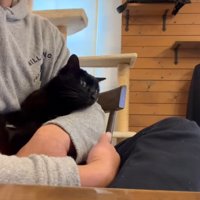 抱っこされる黒猫