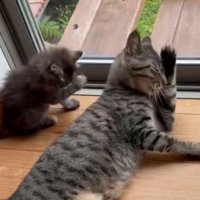 右手で顔を洗う子猫と左手で顔を洗う猫