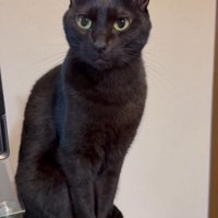 スッキリとした顔で飼い主を見つめる猫