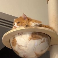 クリアボウルに入る猫