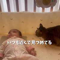 赤ちゃんの横にいる猫