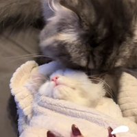 タオルで包まれている子猫をみて慌てる飼い主