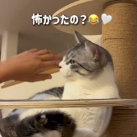 キャットタワーのボウルの中にいる猫