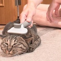 逃げずにブラッシングをされている猫
