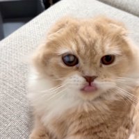 見つめる猫